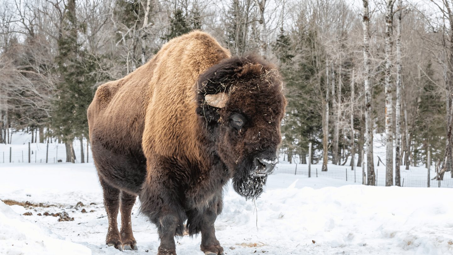Bison in Wood Buffalo National Park