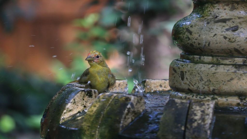 bird bathing water fountain