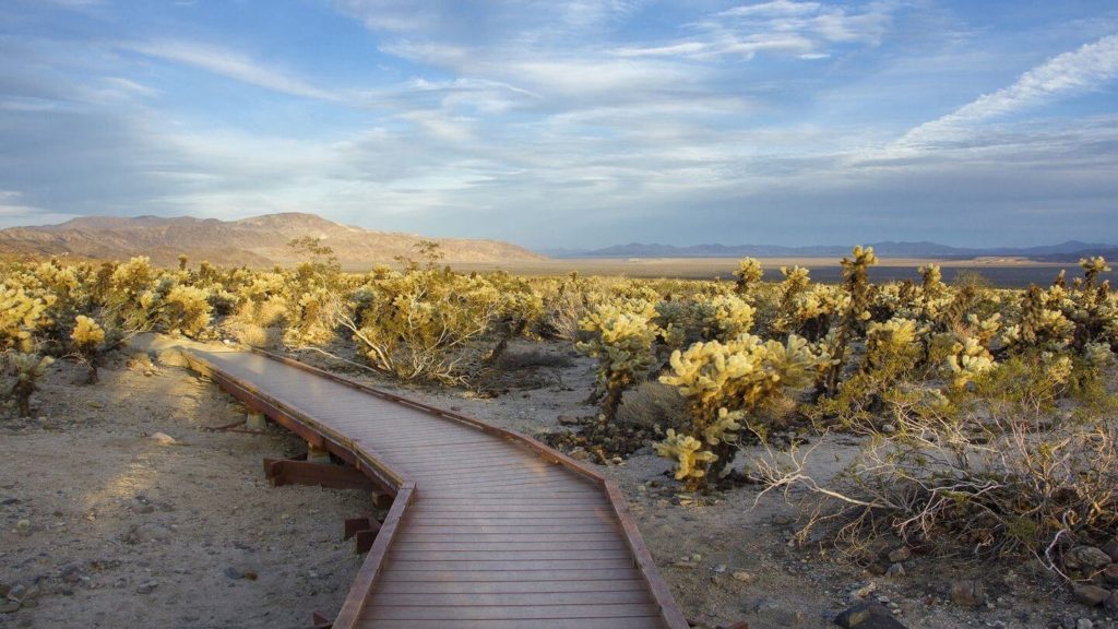 boardwalk trail through cactus garden Joshua Tree National Park