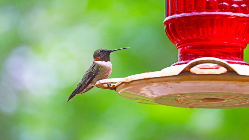 hummingbird feeder backyard reconnect with nature