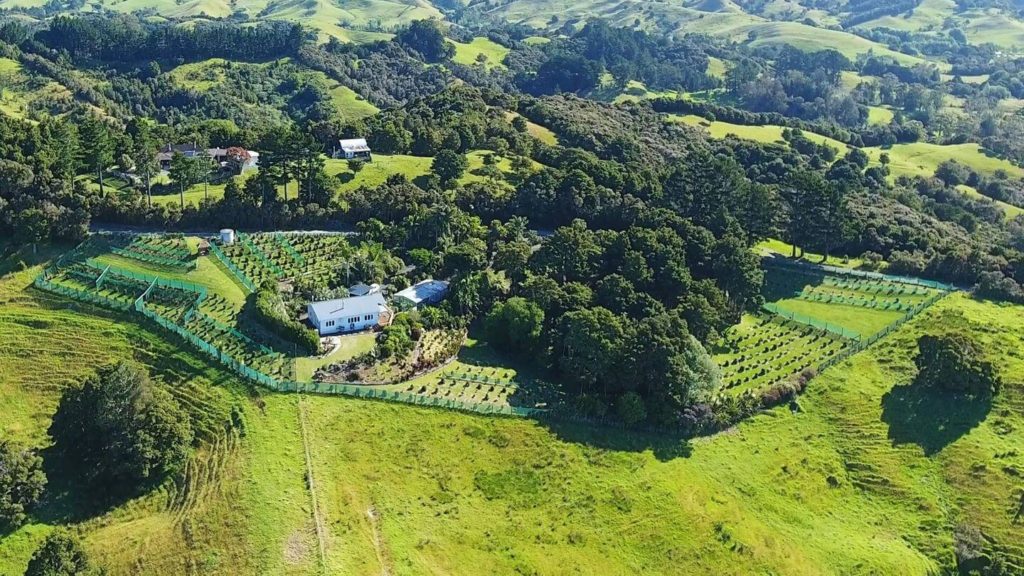 rolling green hills ikarus coffee pekerau hills coffee farm new zealand experiences