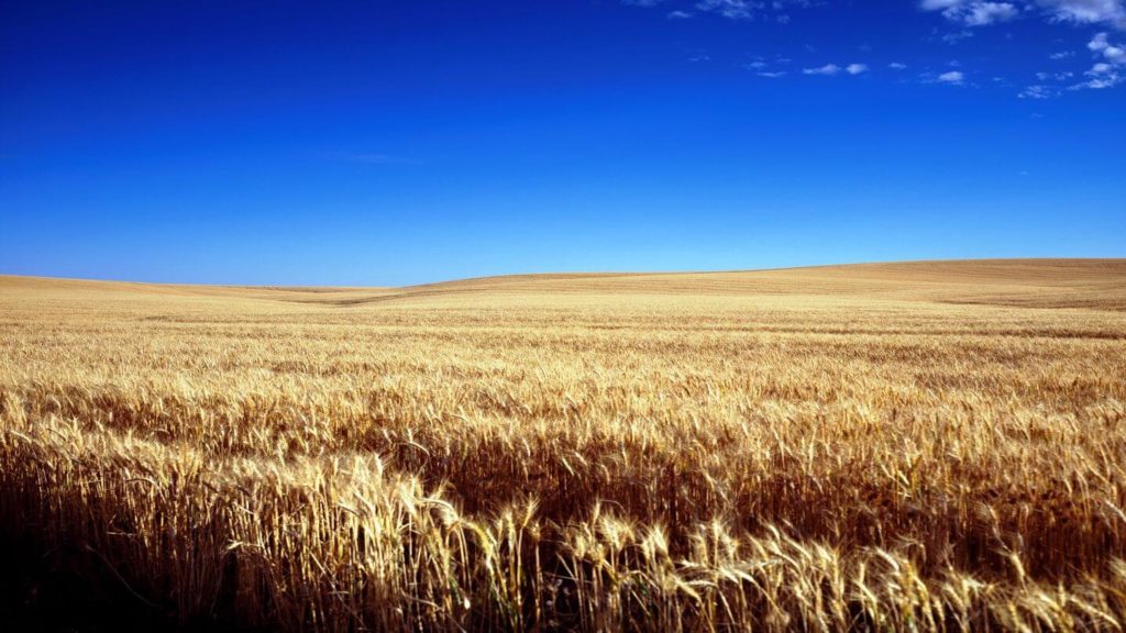 blue sky golden wheat field Kansas United States