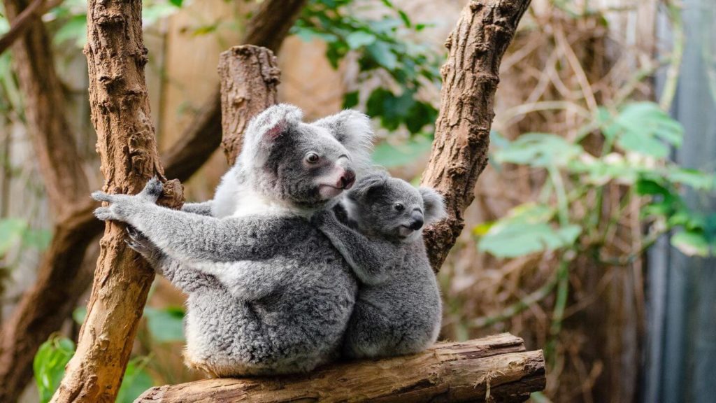 cuddly koala and baby sitting in tree