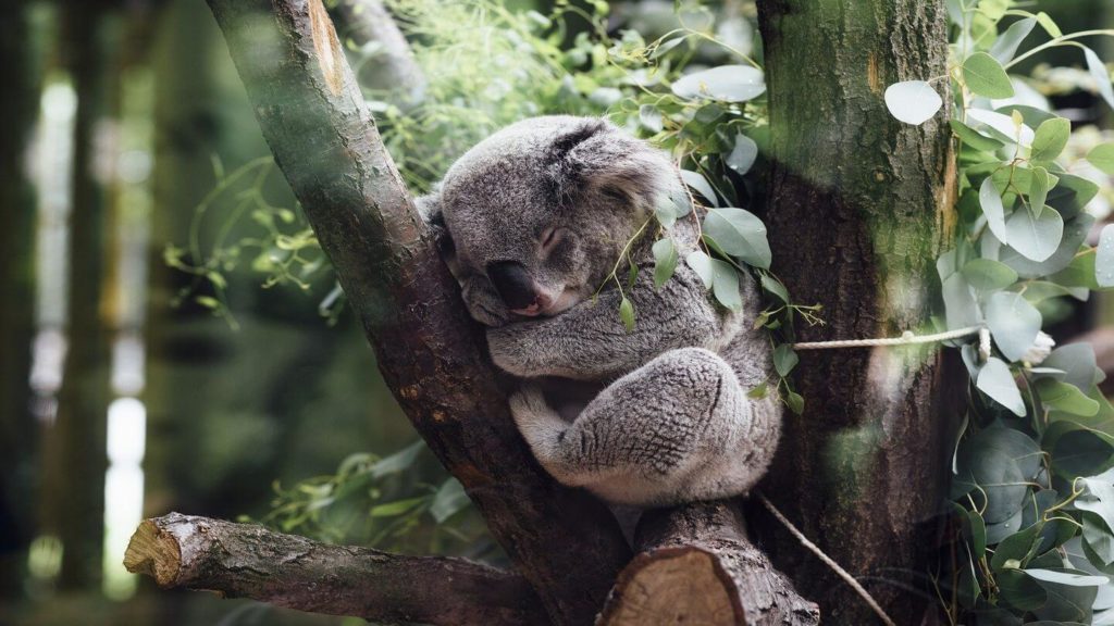 koala sleeping in a eucalyptus tree helping Australia