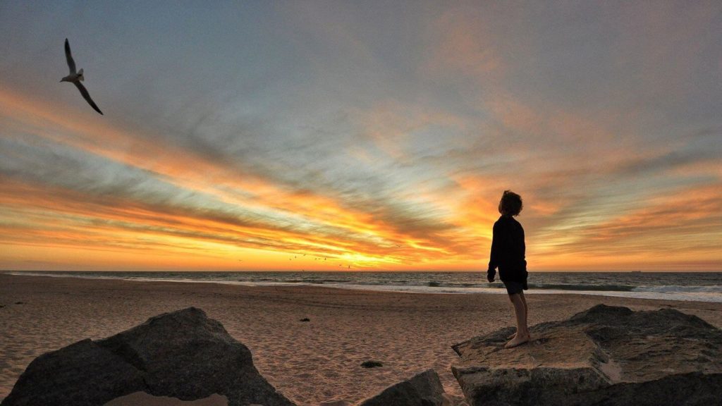 child watching bird flying over beach sunset
