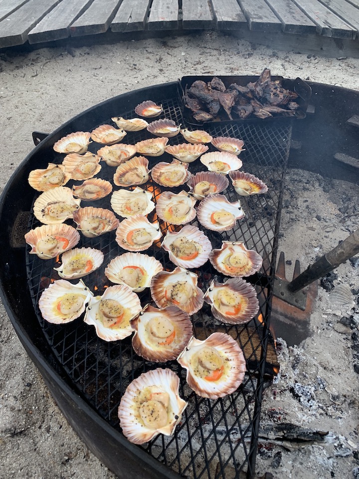 fresh scallops on the barbecue Bay of Fires