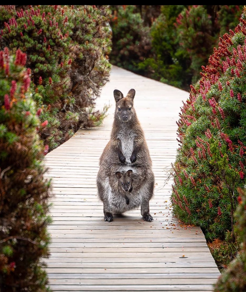 wallaby and her baby at Cradle Mt National Park