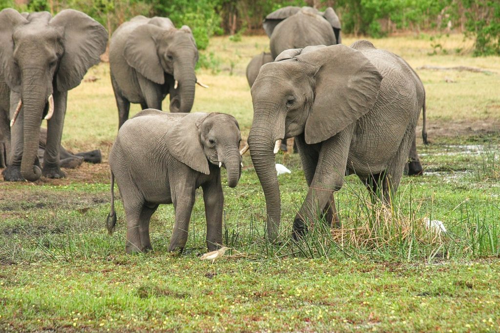 An adult and baby Indian elephant posing in the wild with other elephants and wildlife in the background