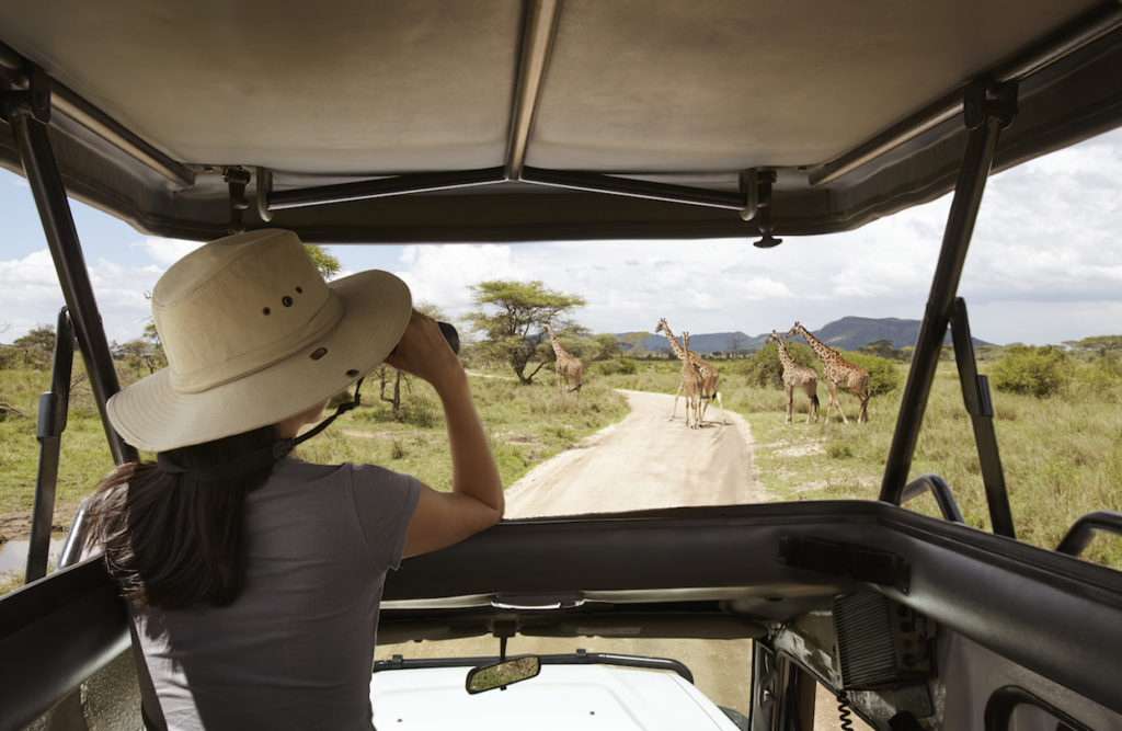 Taking in the stunning sights of giraffes on a 4x4 safari game drive in the Serengeti National Park