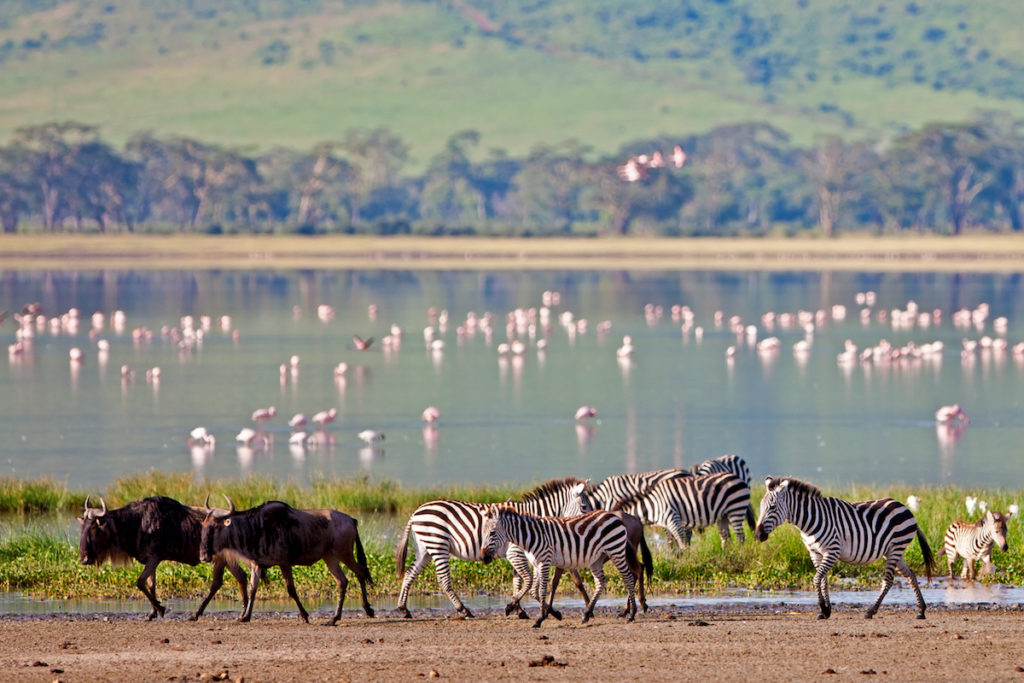 Zebras and a wildebeest walking beside the lake in the Ngorongoro Crater, Tanzania