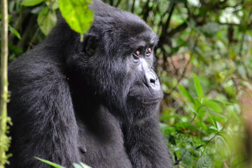 A adult mountain gorilla posing in the wild amongst greenery