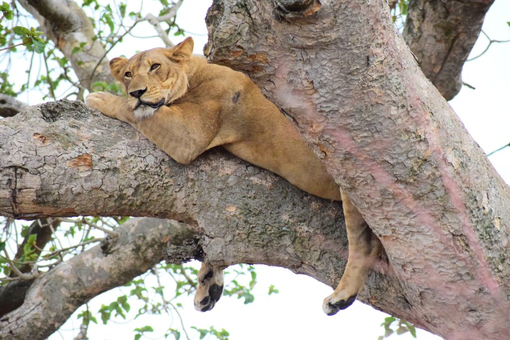 A famous tree-climbing lion spotted in Lake Manyara National Park