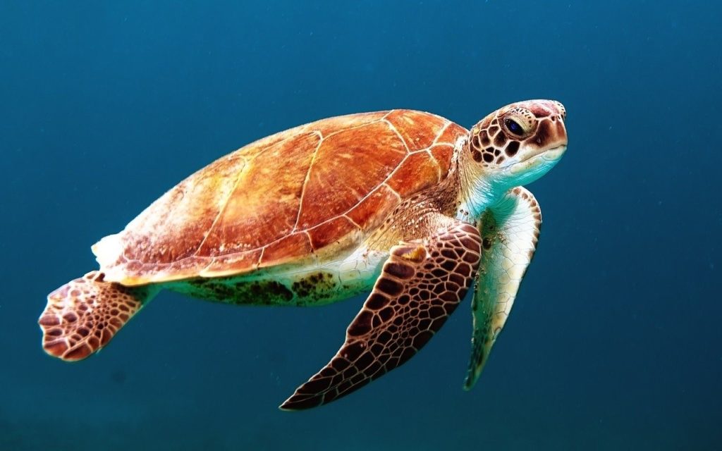 A solo sea turtle swimming in the turquoise blue ocean waters
