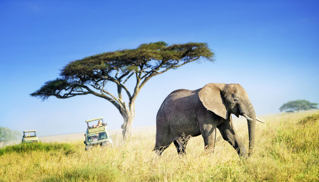 An elephant crossing the plains of Tanzania against a lone acacia tree during a safari vehicle adventure