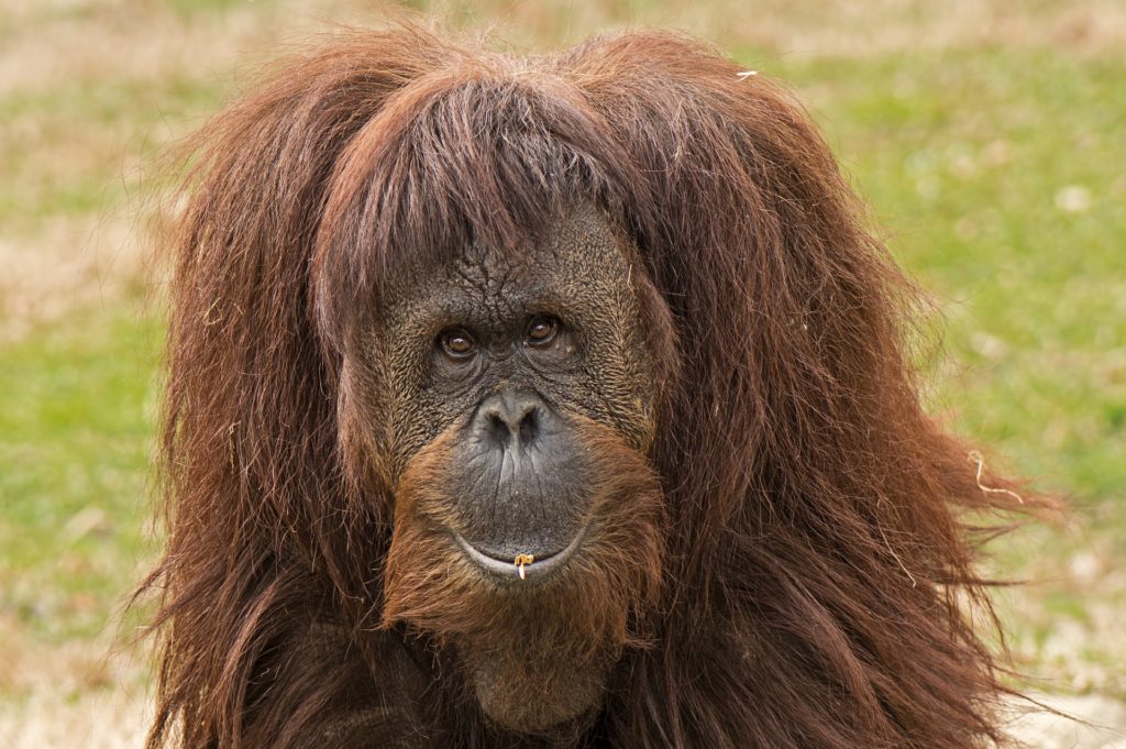 An adorable solo adult orangutan posing in the wild