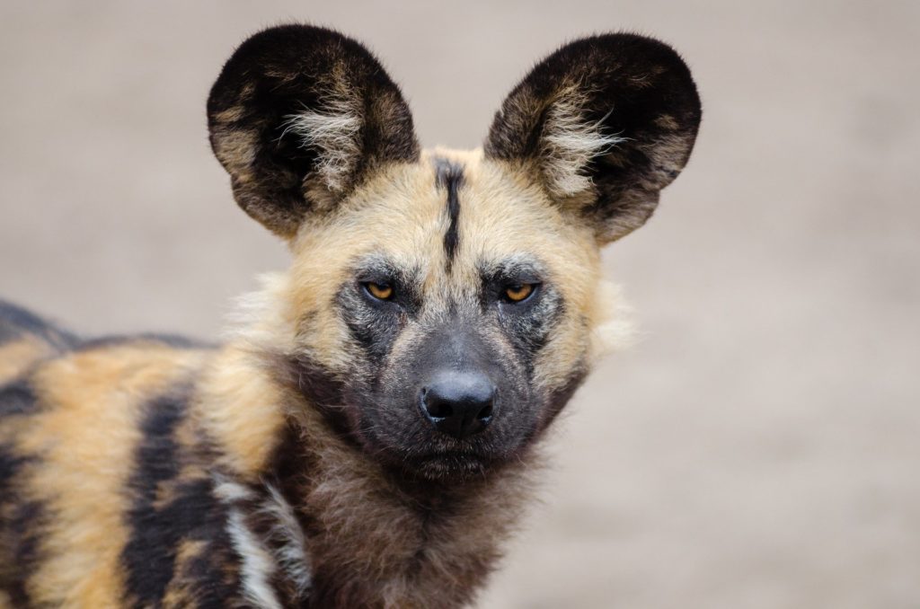 An African wild dog posing in its natural habitat