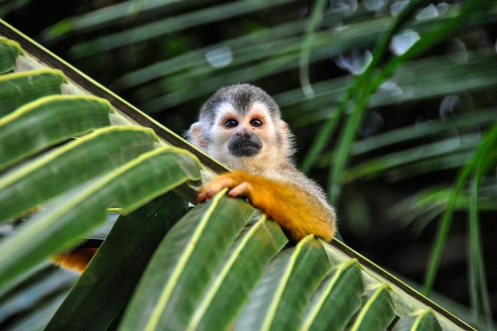 little monkey hanging on a leaf Costa Rica