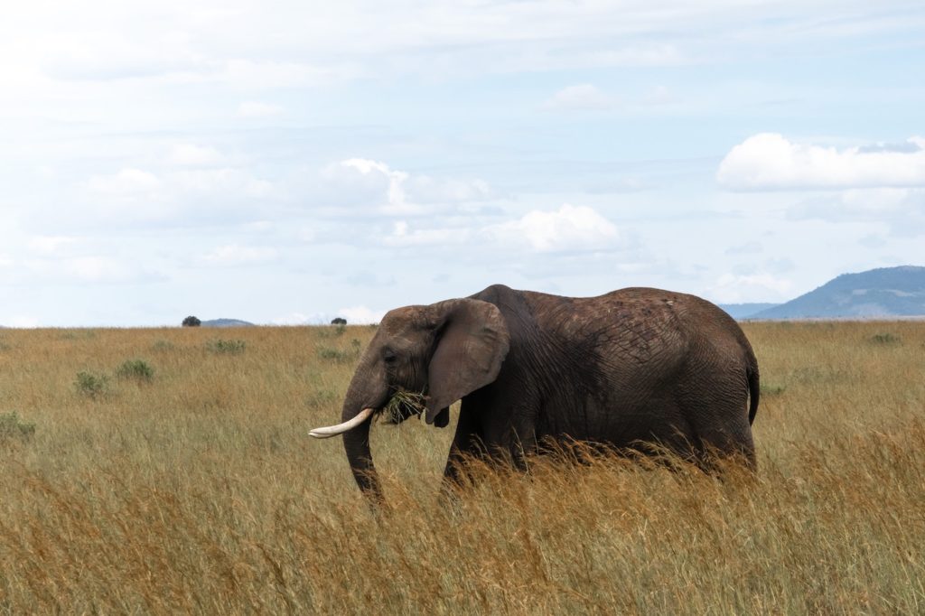 Maasai safari - elephant in grass