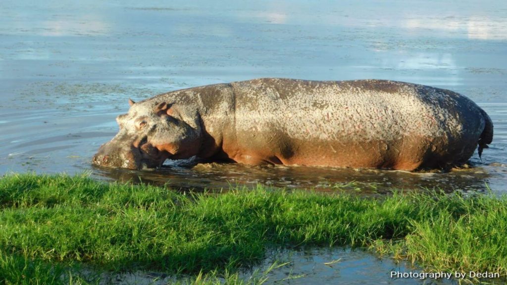 hippo in lush waters Kenya safari
