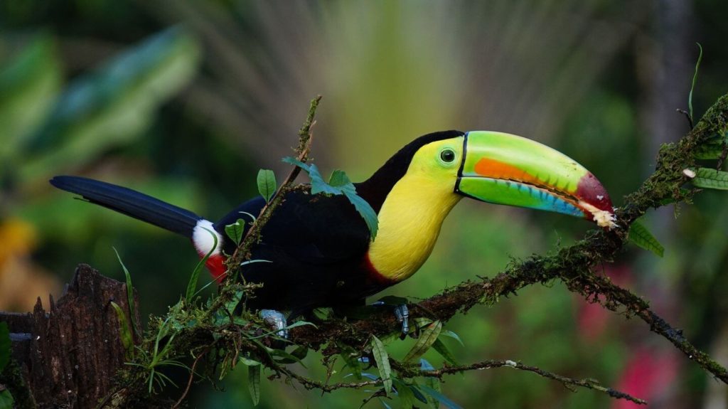 keel billed toucan Costa Rica