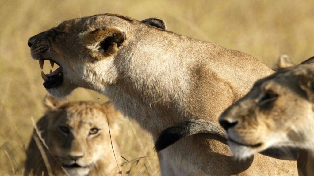three lionesses Maasai safari Kenya