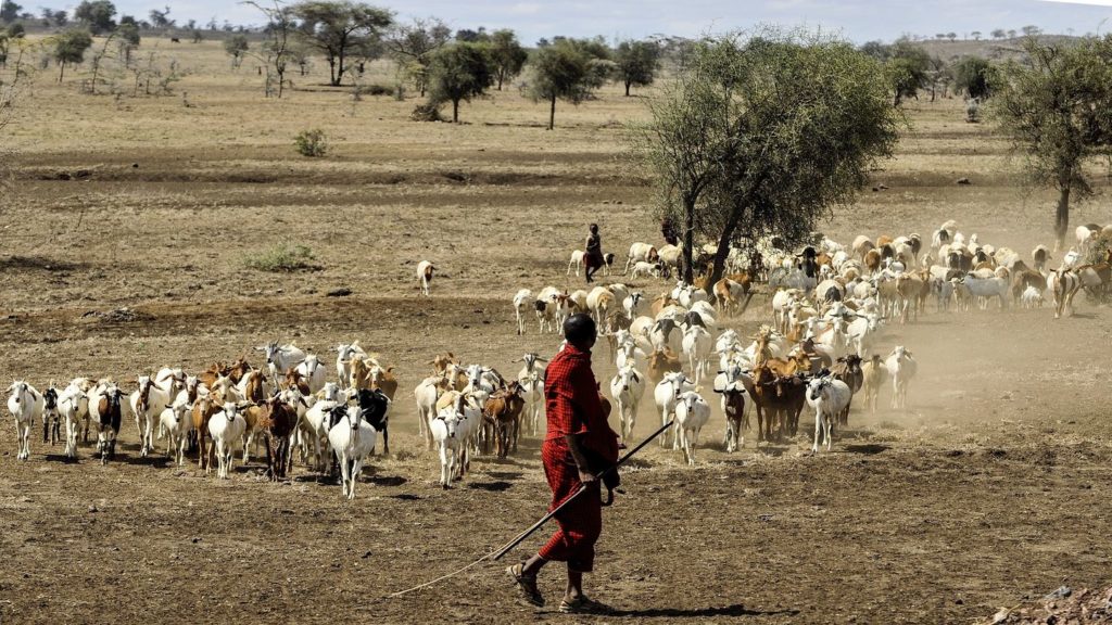 Maasai herdsmen with herd of cattle