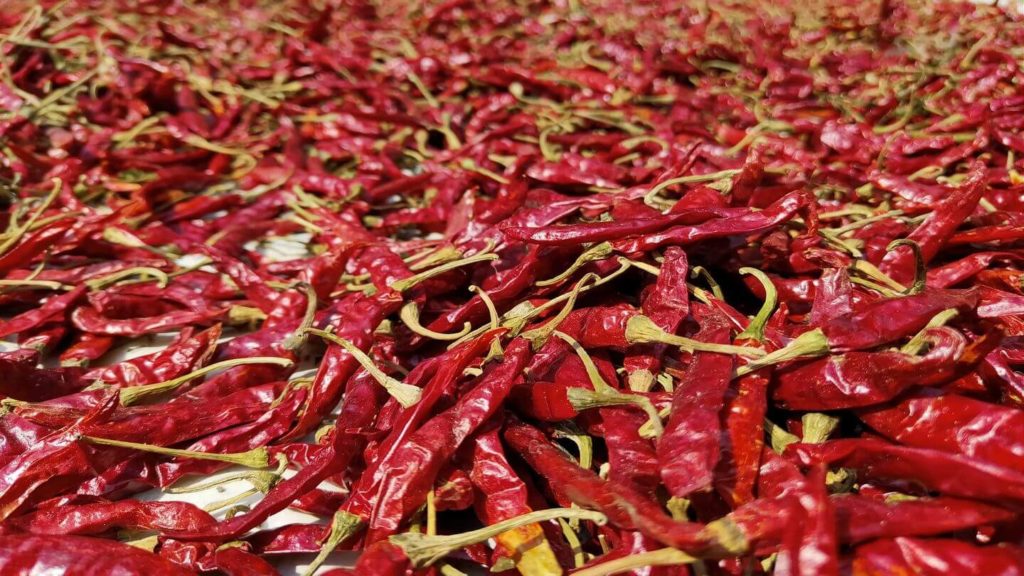 Indian red chillies