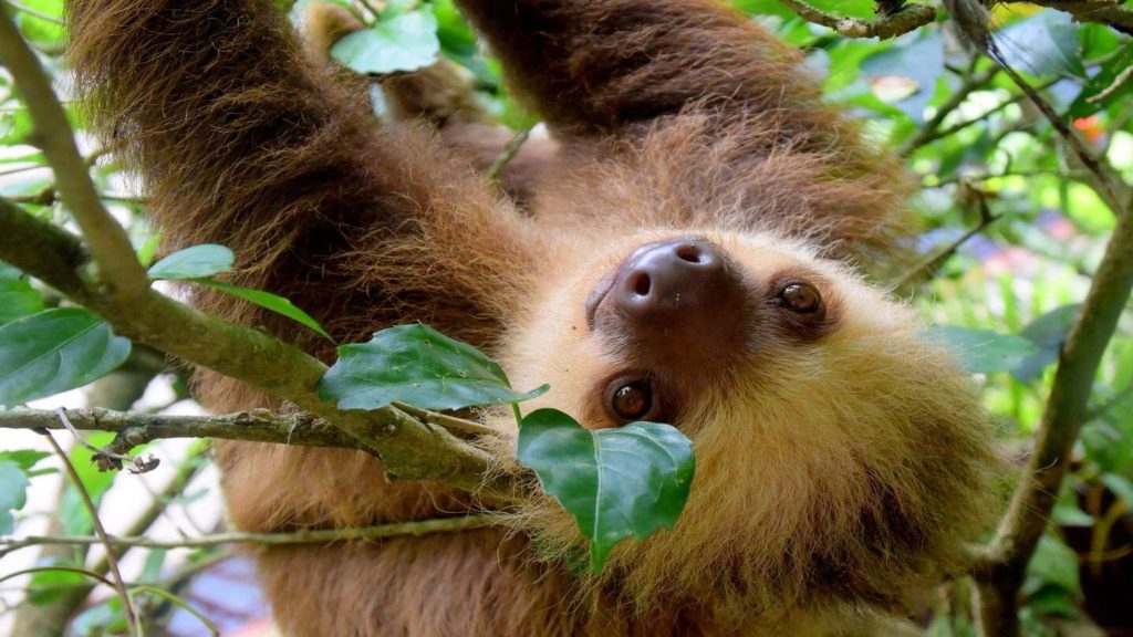 A sloth peacefully hanging from a tree branch in the Trafalgar community.