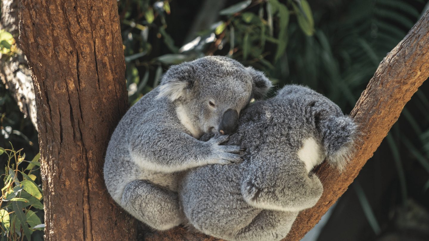 Two koala bears cuddling in a tree