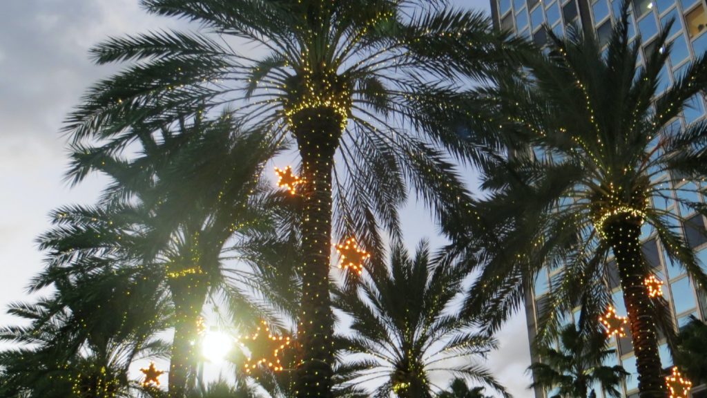 Palm trees with Christmas lights