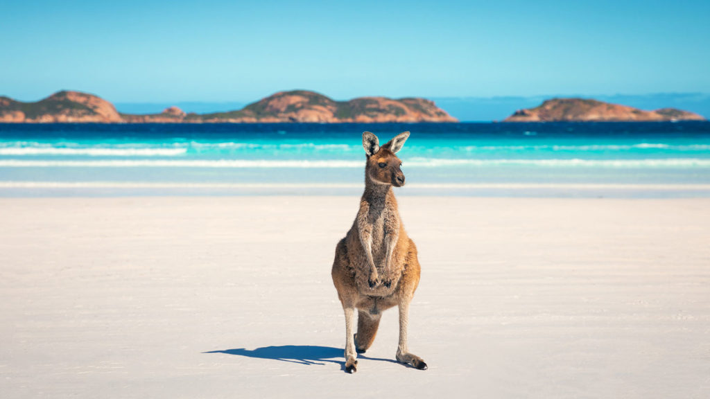 Kangaroo at Lucky Bay in Western Australia - Credit Tourism Australia