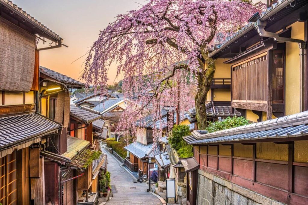 cherry blossoms traditional streets Kyoto Japan
