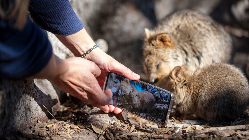 Quokka selfie - Credit Tourism Australia