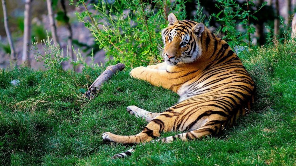 Bengal tiger laying in grass India