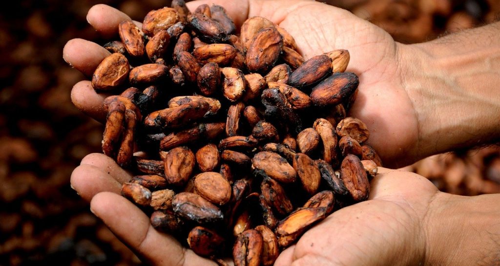hands holding cacao beans