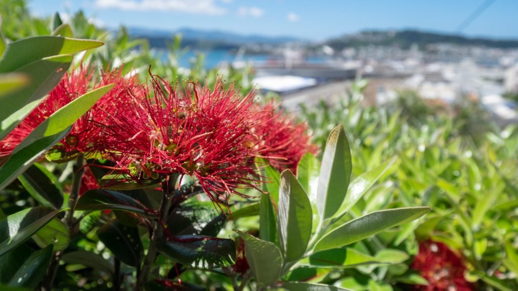 Pohutukawa, also known as a New Zealand Christmas tree