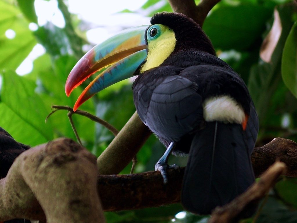 toucan bird