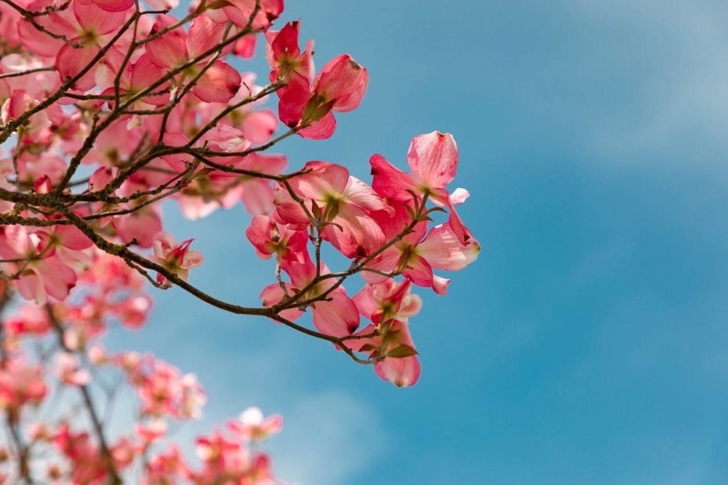 pink Chinese blossoms blue sky