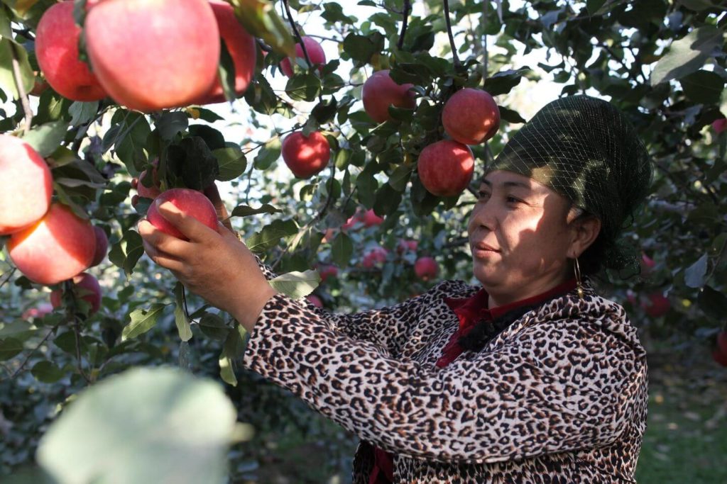 Chinese woman picking apples from trees