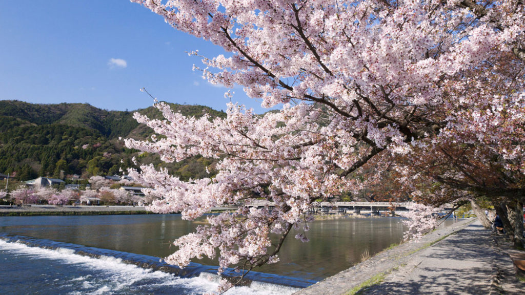 Arashiyama best places to see cherry blossoms in Japan
