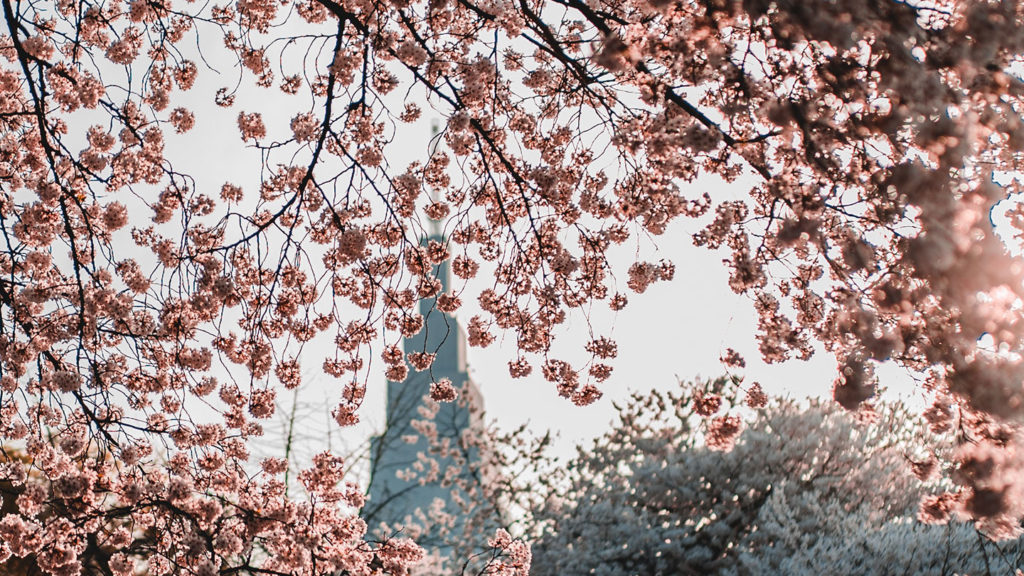 cherry blossoms in Tokyo