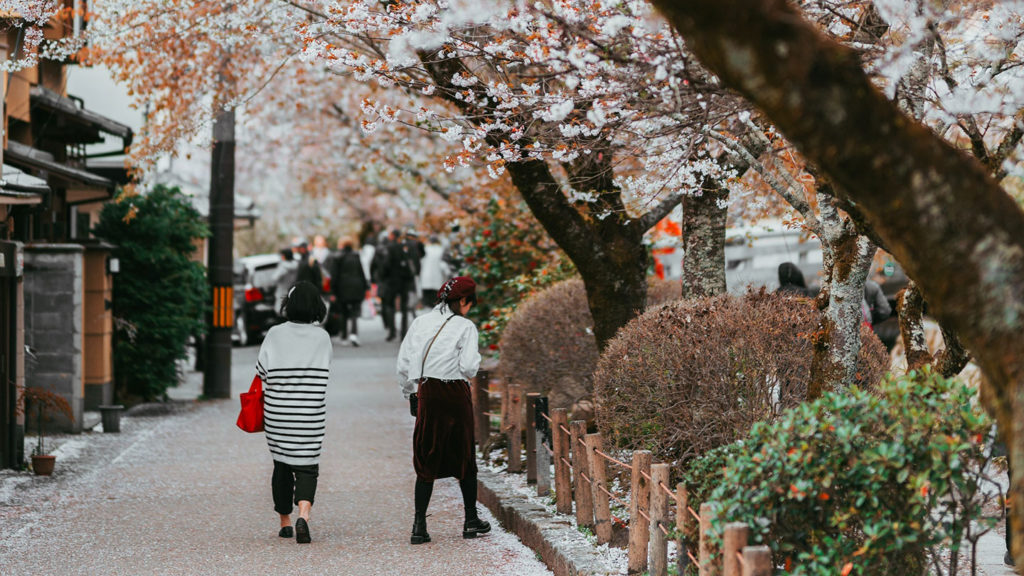 Kyoto streets cherry blossoms