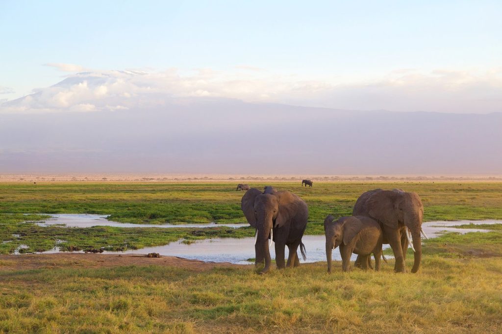 elephants standing in grassland near Mount Kilimanjaro Tanzania