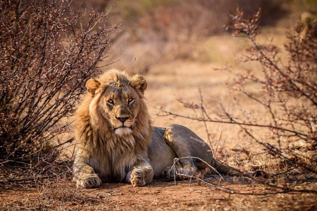 lion lounging in the bush safari in South Africa