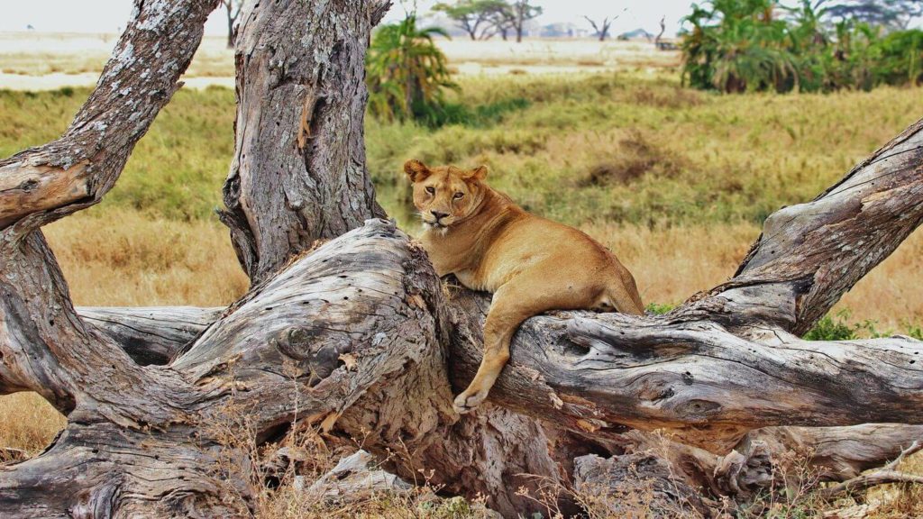lion lounging on a tree branch Tanzania
