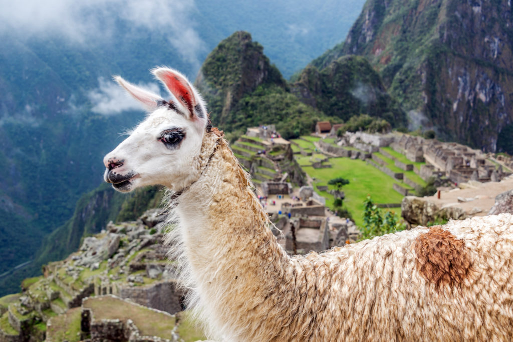 A local llama overlooks Machu Picchu