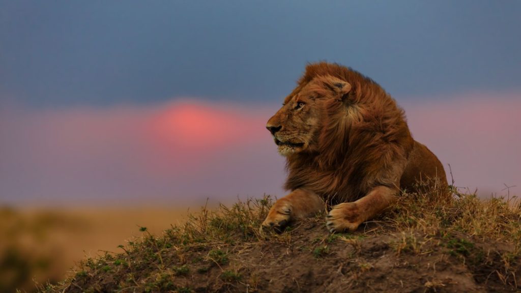 lion resting at sunset East Africa