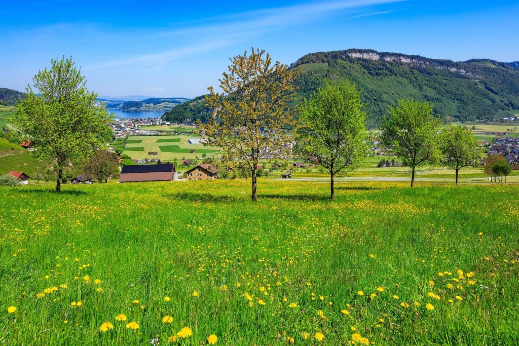 wildflower meadow Mount Stanserhorn Lake Lucerne Switzerland