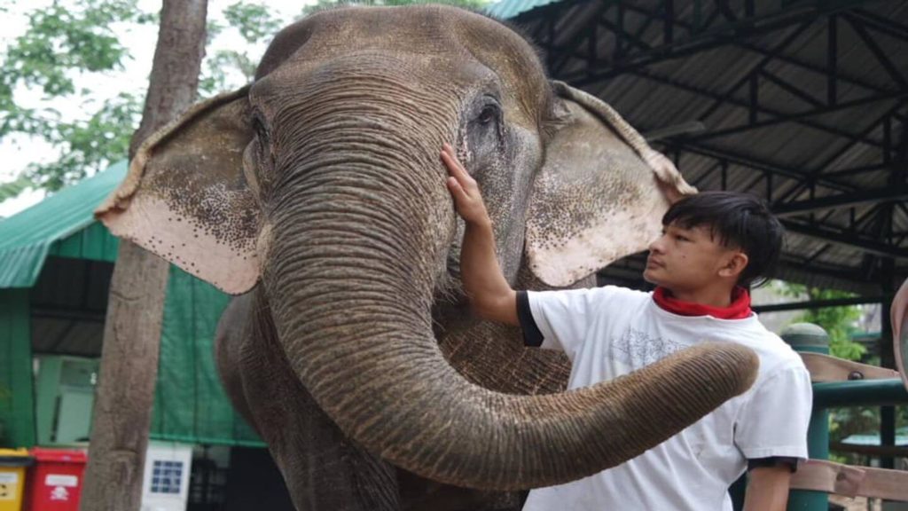 elephant and its keeper at Friends of the Asian Elephants Thailand