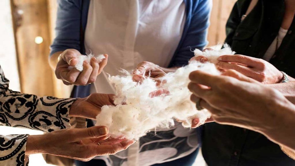 showing cotton at Frogmore Cotton Plantation Louisiana USA
